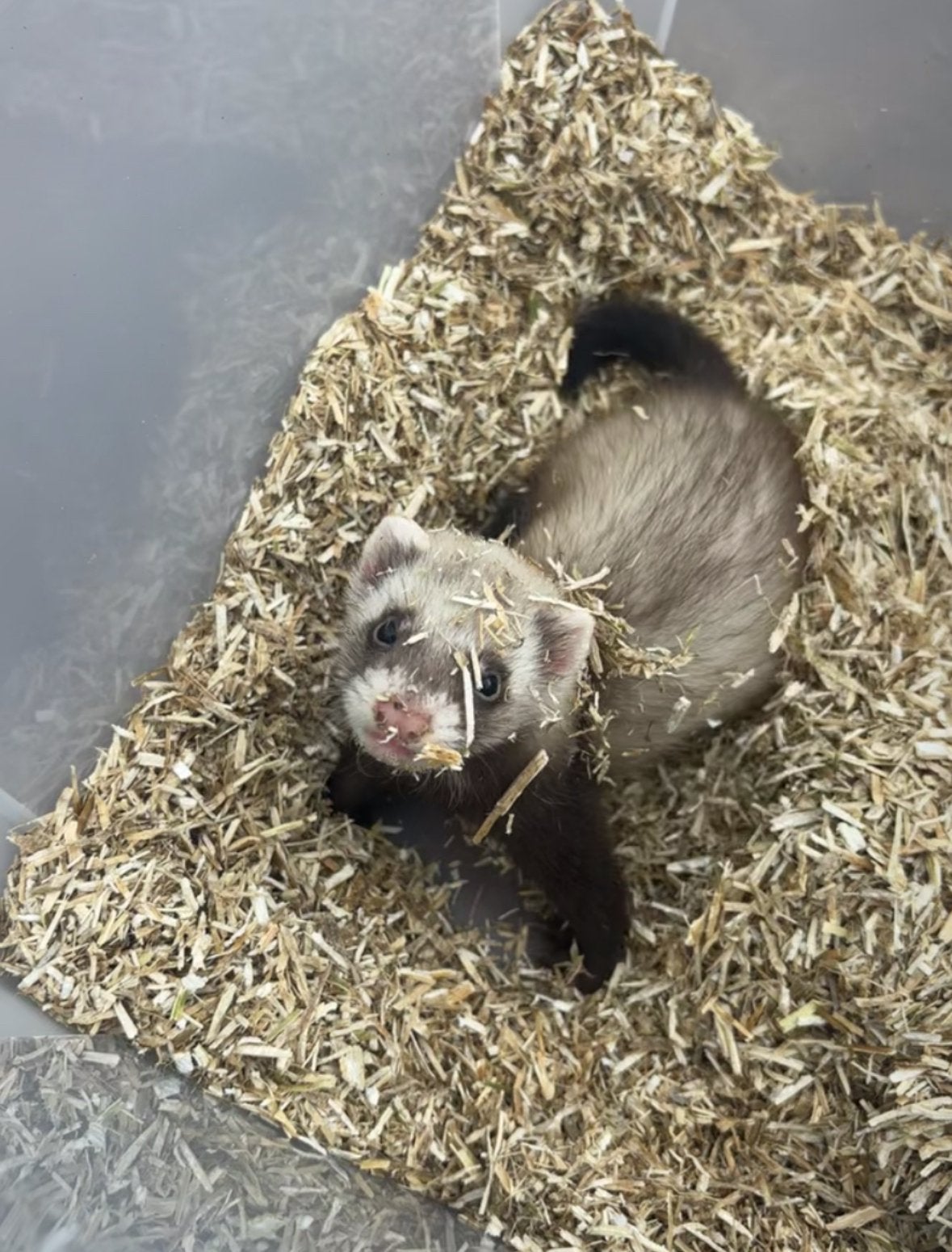 Laatste frettenpup., Dieren en Toebehoren, Knaagdieren, Fret, Mannelijk, Mei, Tam