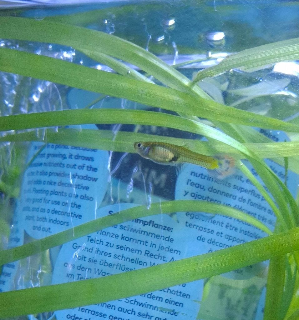 Guppys (3 femelles) à échanger, Poisson, Poisson d'eau douce