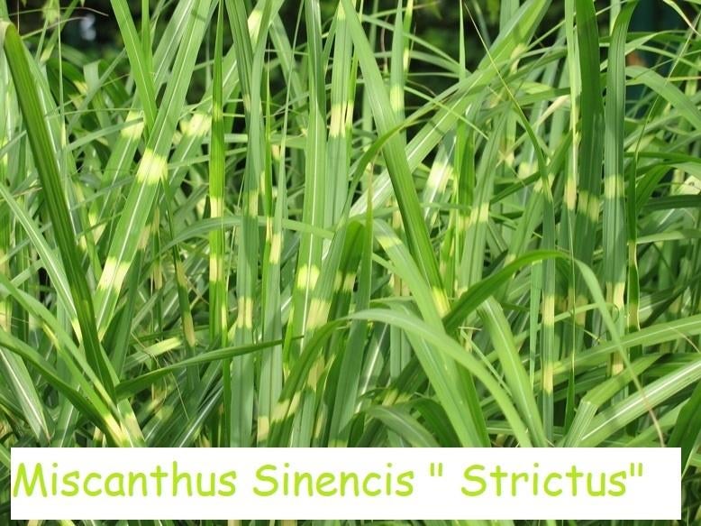 Miscanthus Sinensis "Strictus", zebra gras !!, Jardin & Terrasse, Automne, Plein soleil, Enlèvement, Graminées ornementales