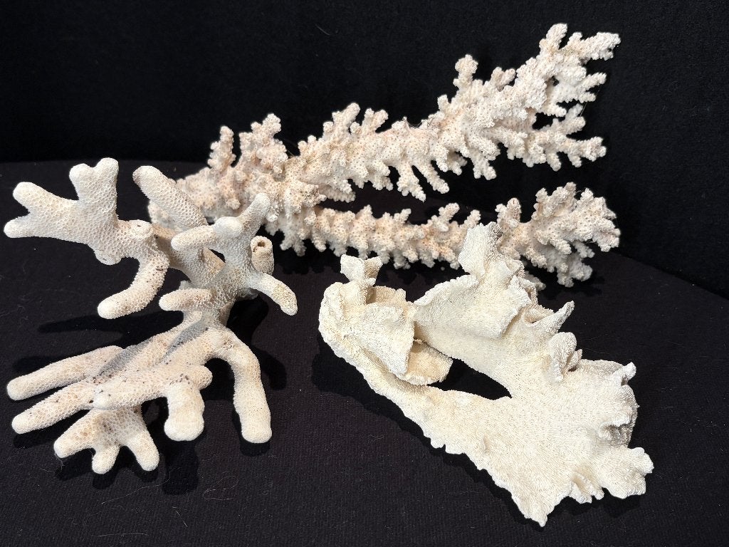 Coraux blancs naturels, Collections, Minéraux & Fossiles, Enlèvement ou Envoi, Minéral