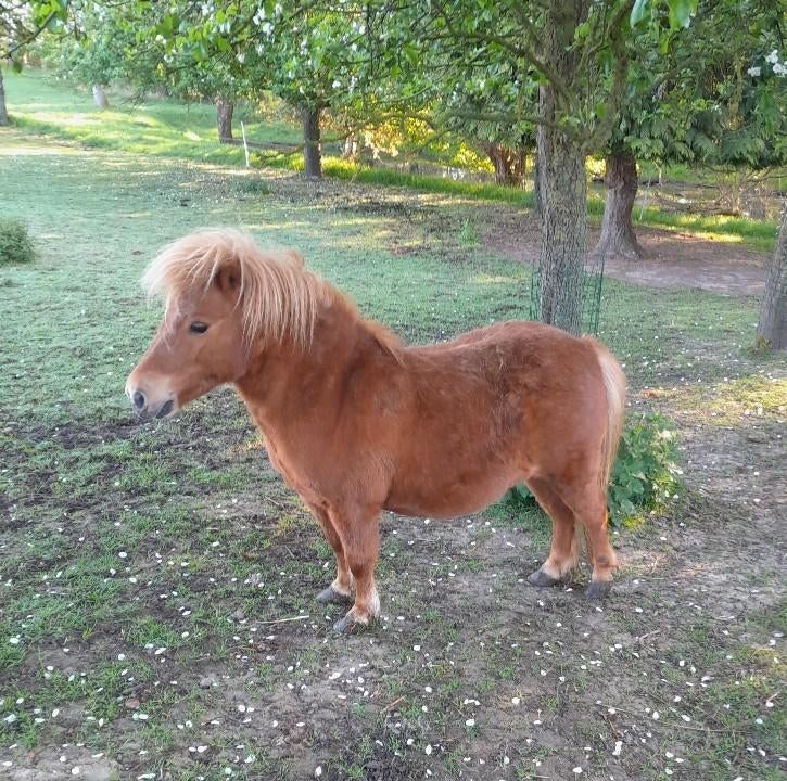 Shetland pony merie, Dieren en Toebehoren, Merrie, Recreatiepony, Gechipt, 7 tot 10 jaar