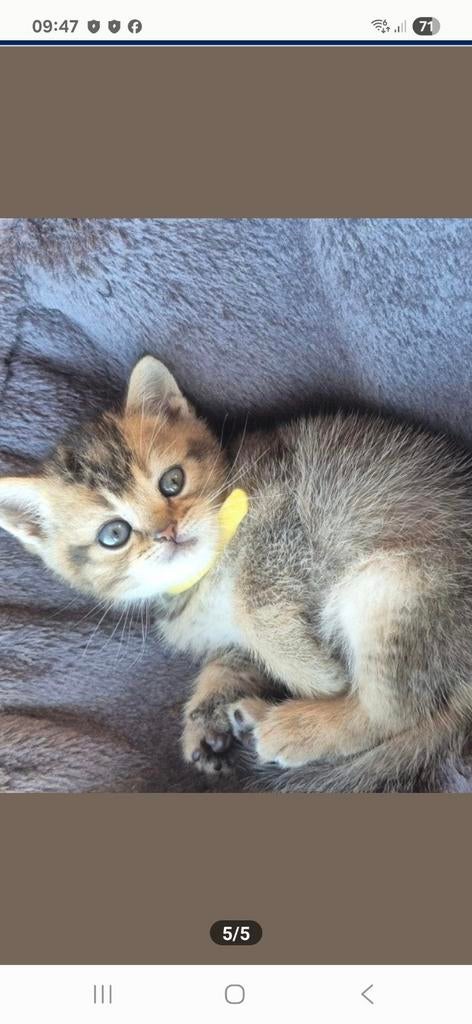 Britse korthaar, Meerdere dieren, Gechipt, 0 tot 2 jaar