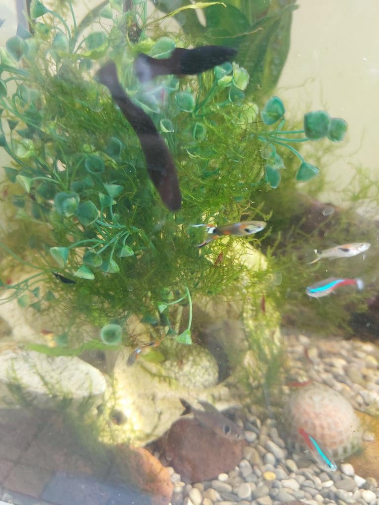 Guppy's te koop, Dieren en Toebehoren