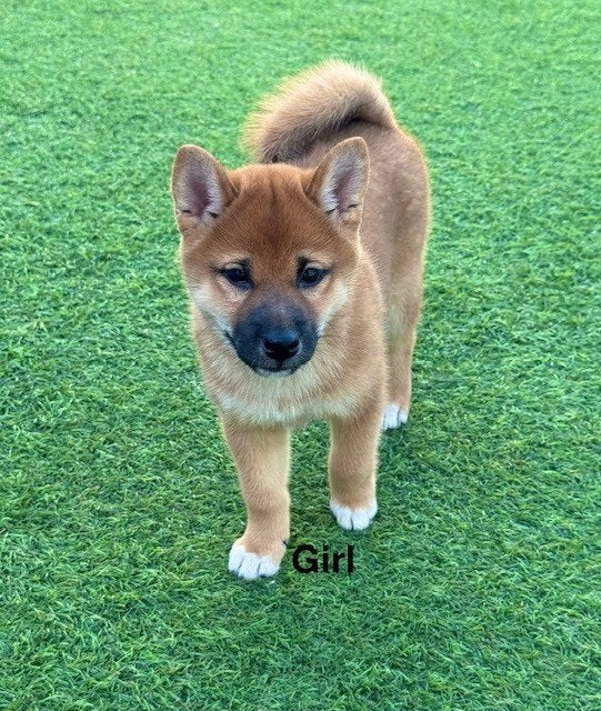 Shiba Inu ,1 teefje en 1 reutje  met stamboom ., Dieren en Toebehoren, Honden | Poolhonden, Keeshonden en Oertypen, Meerdere dieren