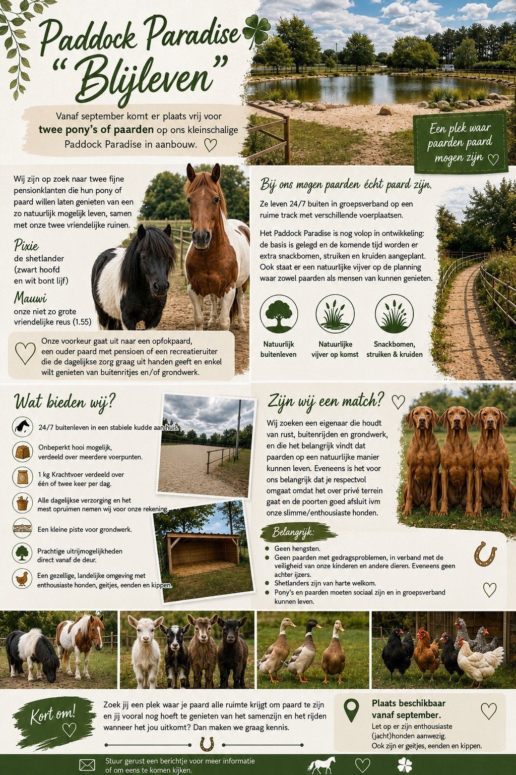 2 plaatsen vrij op Paddock Paradise Blijleven, Weidegang, 2 of 3 paarden of pony's