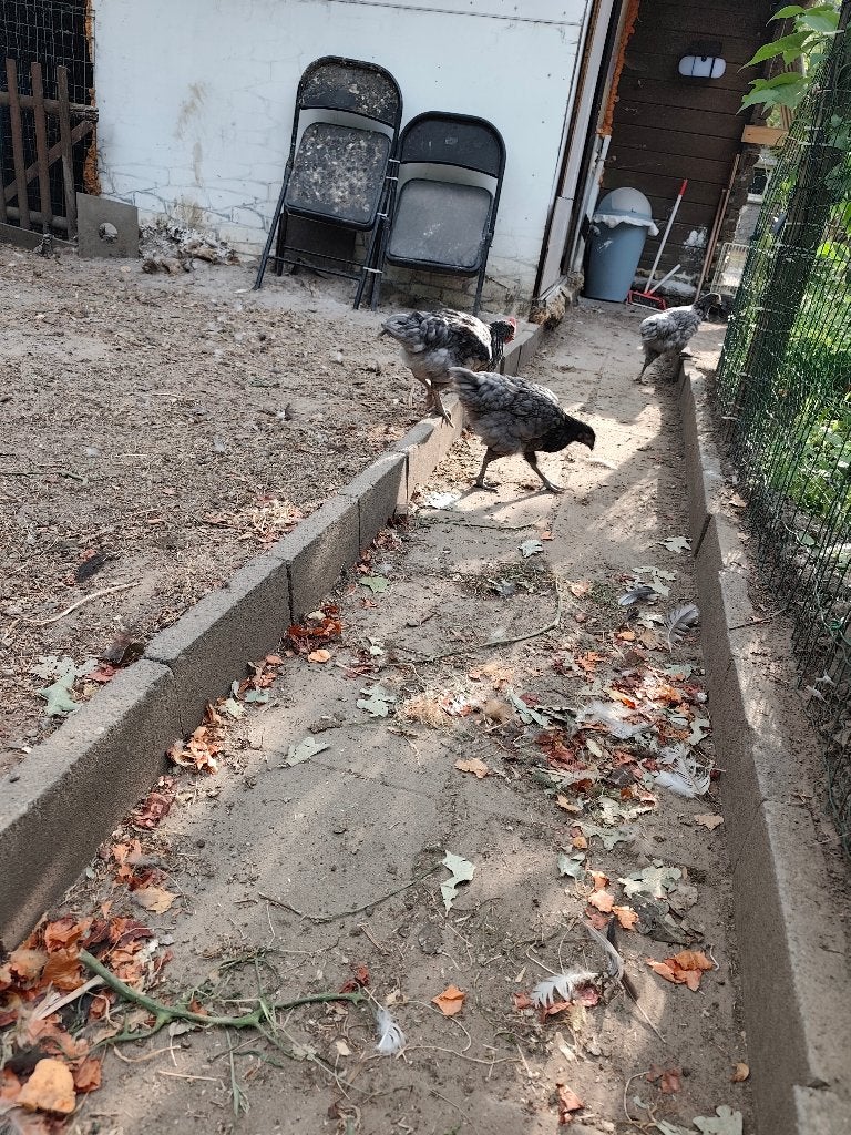 9 hennen en 3 hanen te koop, Femelle, Poule ou poulet