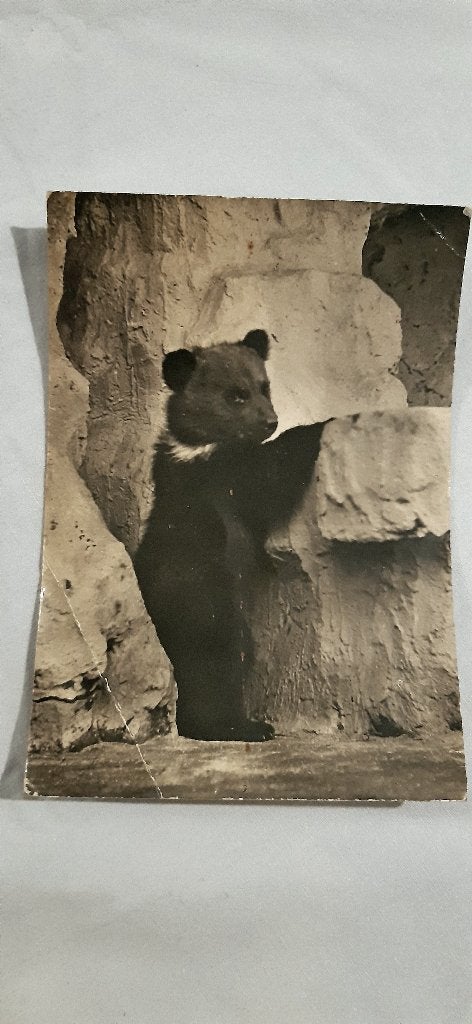 Zoo d'Anvers carte vierge noir et blanc du jeune ours brun, Enlèvement ou Envoi, 1920 à 1940, Non affranchie, Animal sauvage