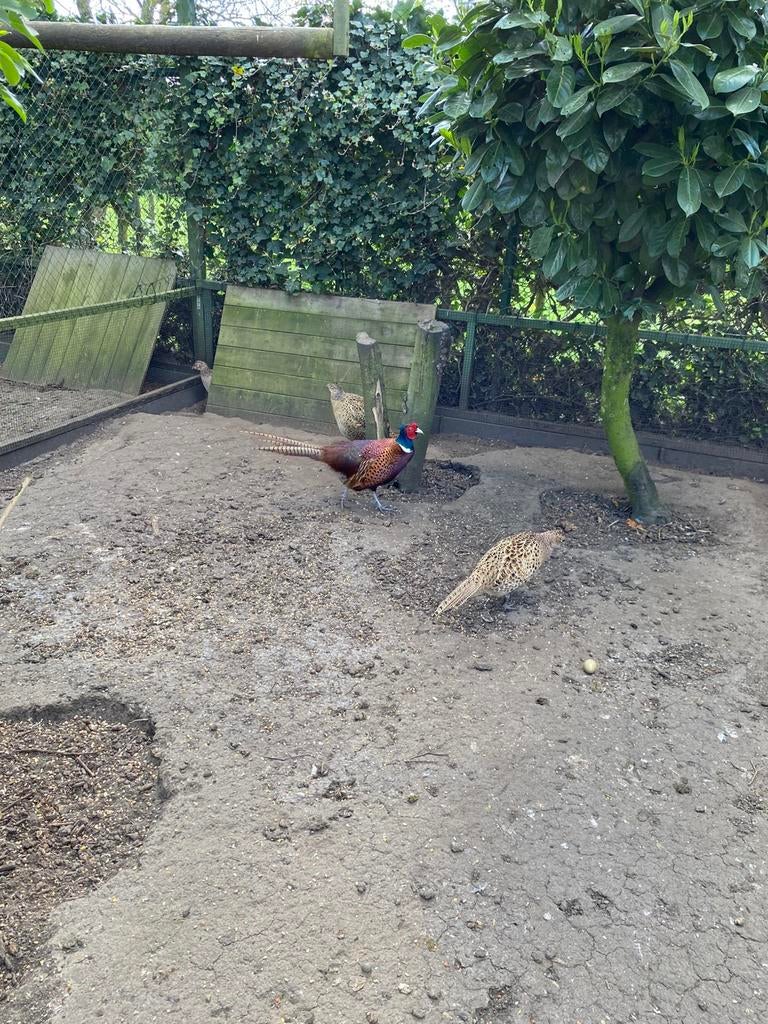 Bosfazant broedeieren, Dieren en Toebehoren