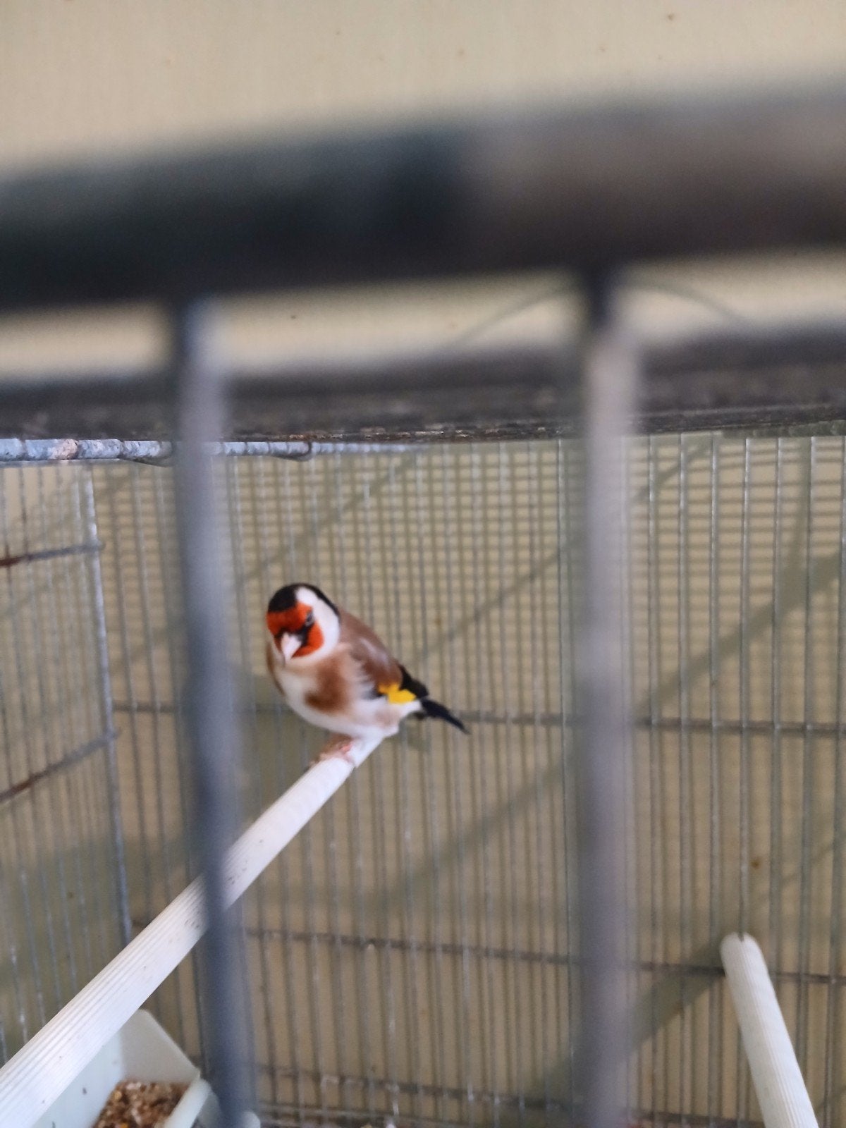 Putter carduelis 2 jaar oud  waterslagen pop 2 jaar oud, Dieren en Toebehoren