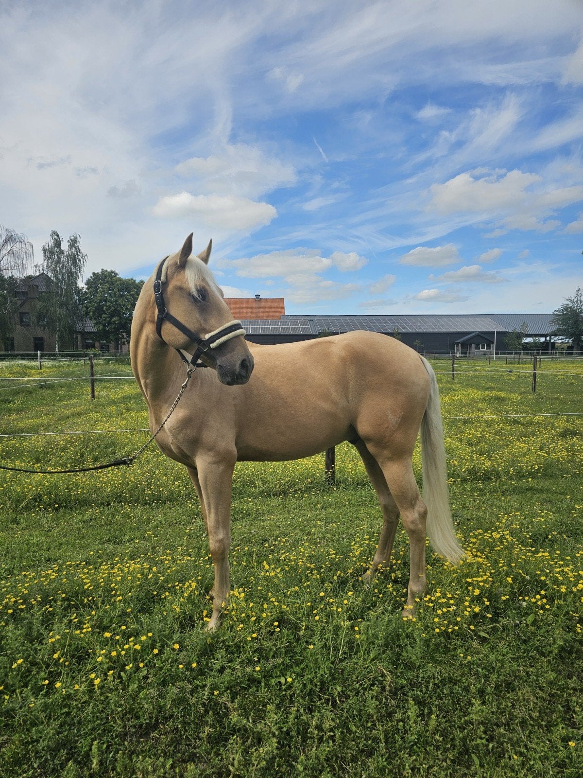 Knappe 4 jarige palomino, Dieren en Toebehoren, Paarden, Met stamboom, Ruin, Zadelmak, 3 tot 6 jaar
