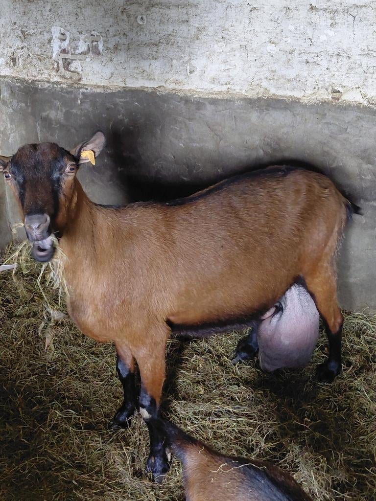 Grote geit, Dieren en Toebehoren, Geit