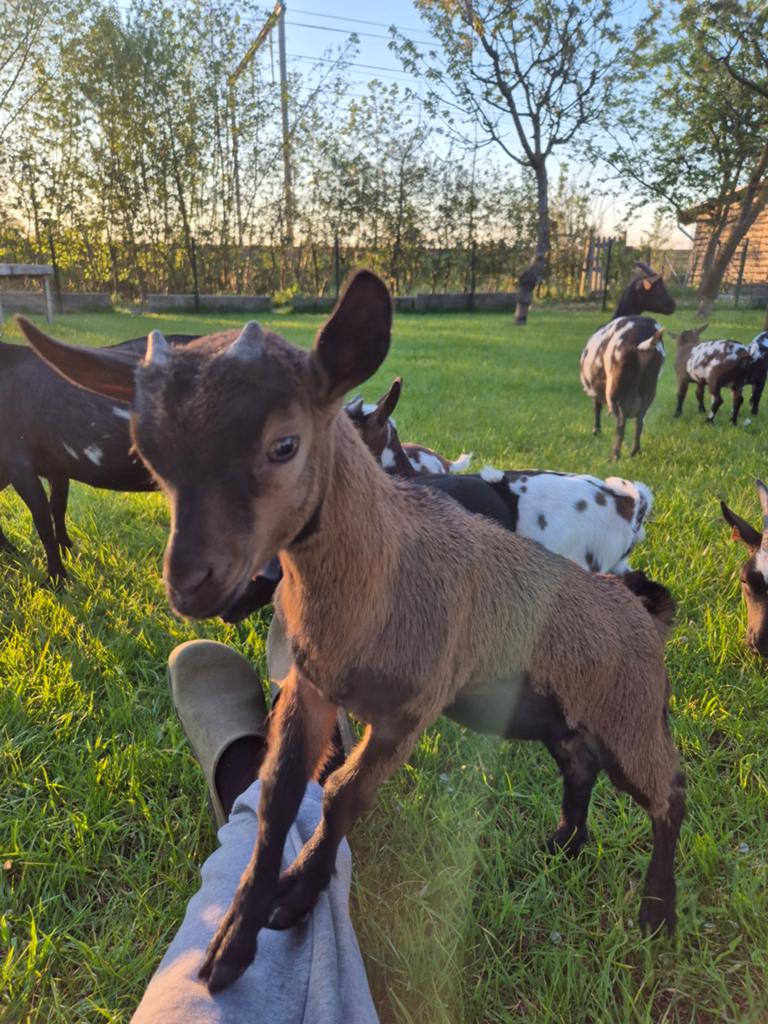 Prachtige dwerggeiten lammetjes, Plusieurs animaux, Chèvre, 0 à 2 ans