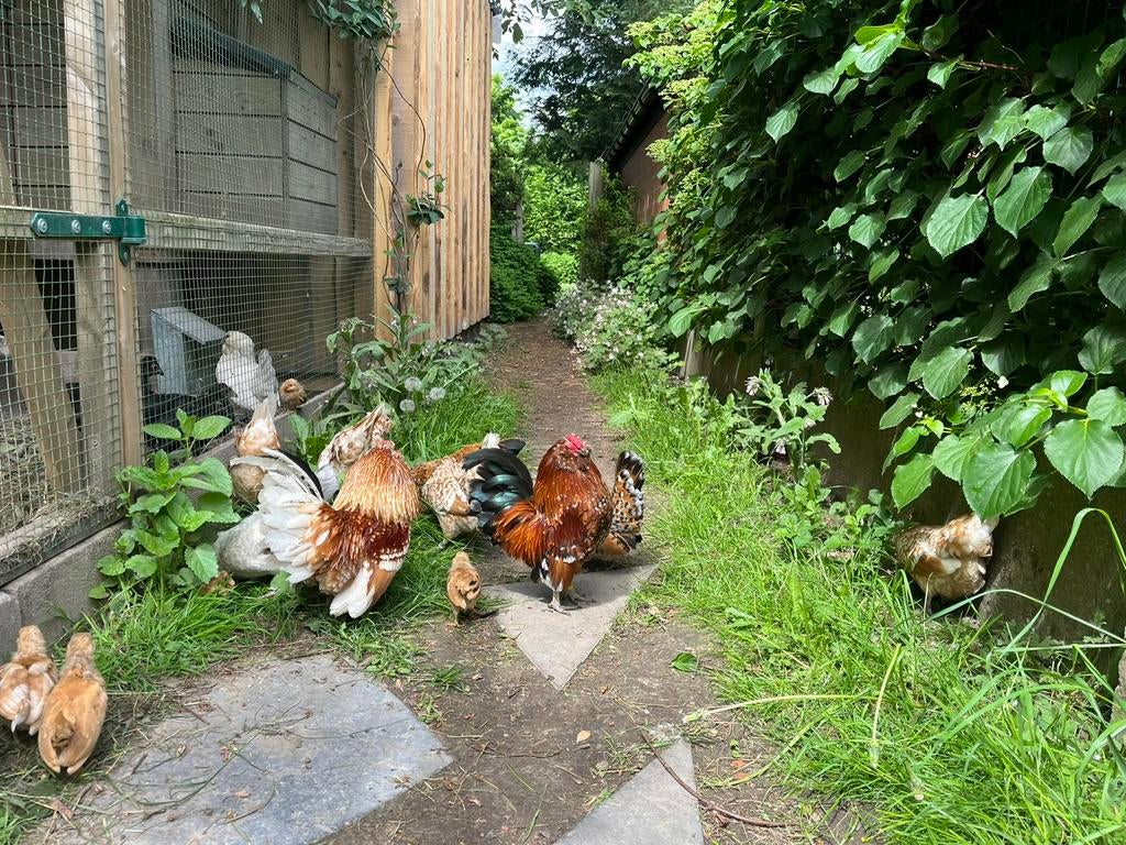 Broedeieren antwerpse baardkrielen