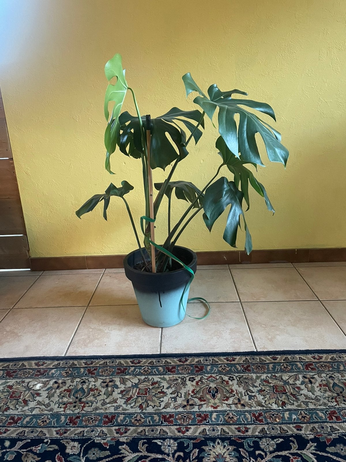 Monstera deliciosa, Maison & Meubles, Autres espèces, En pot, Moins de 100 cm, Enlèvement
