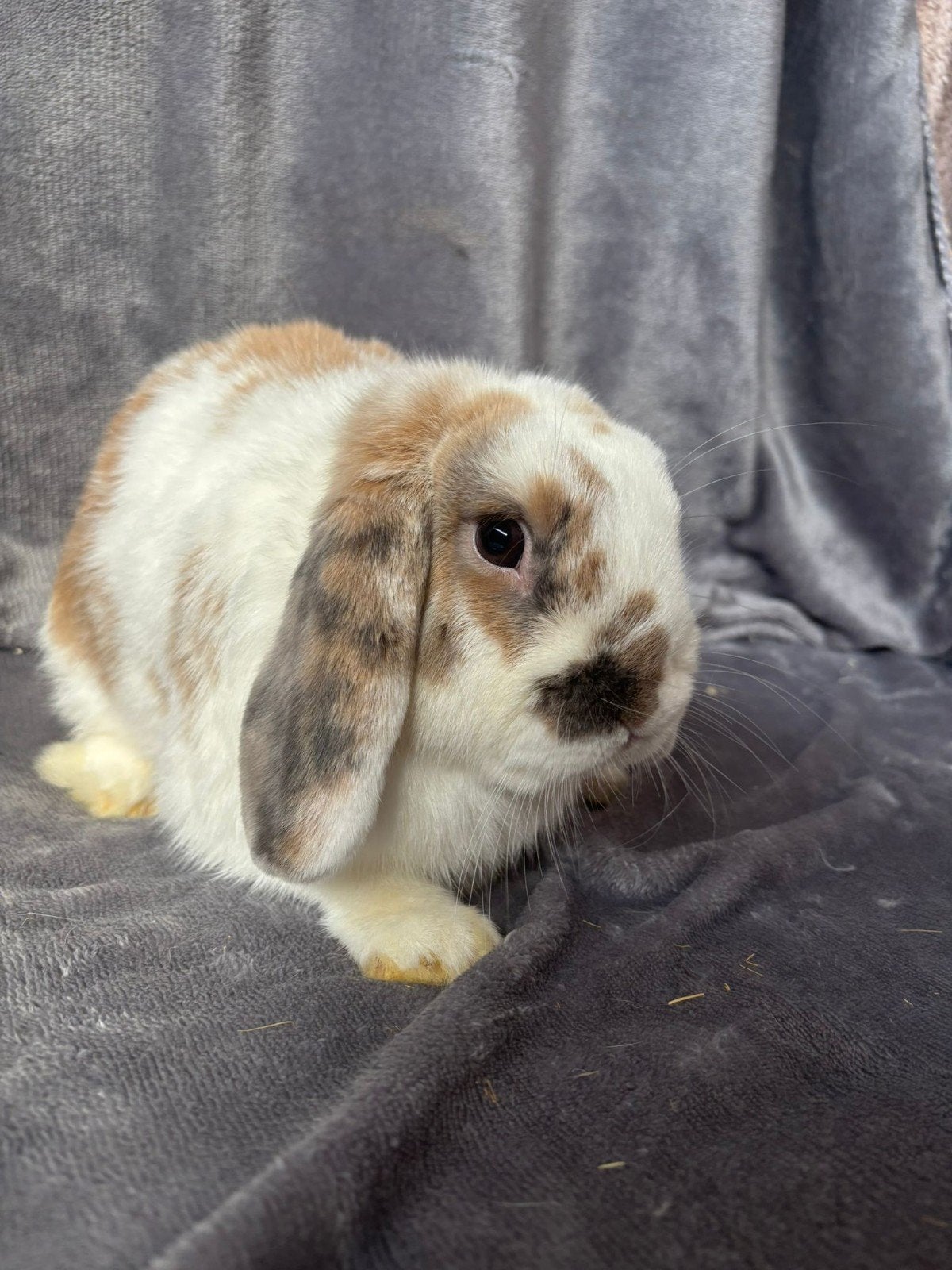 Konijnen, Dieren en Toebehoren, Meerdere dieren, Middelgroot, Hangoor, 0 tot 2 jaar