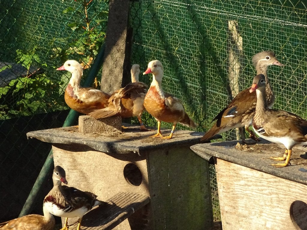 Rode mandarijneenden, Meerdere dieren, Eend