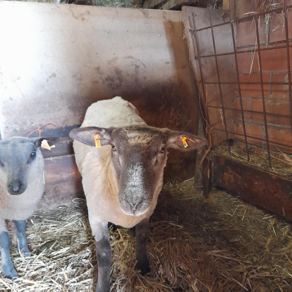 Hampshire down schaap, Vrouwelijk, Schaap, 0 tot 2 jaar