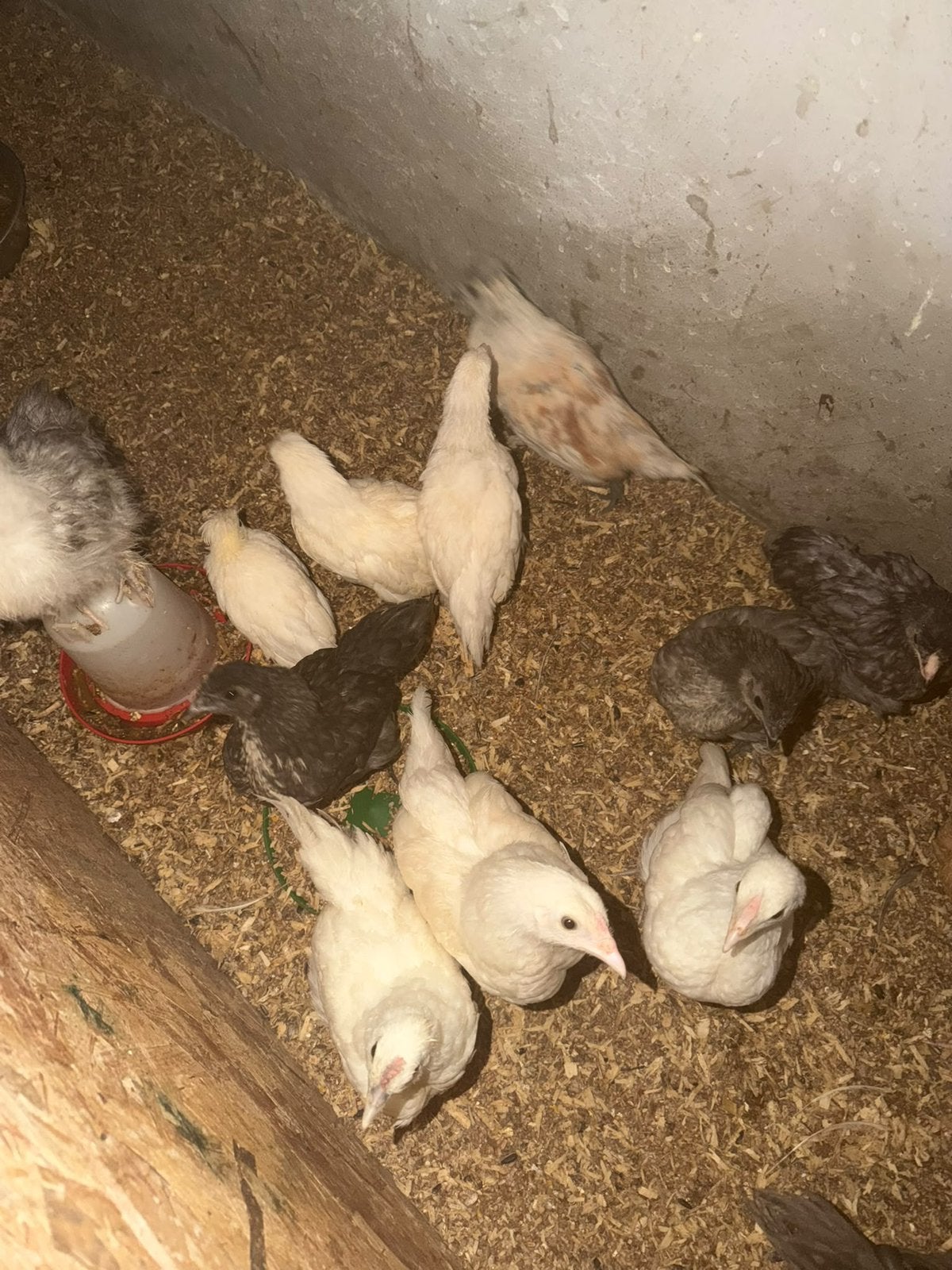 Sierkippen, Dieren en Toebehoren