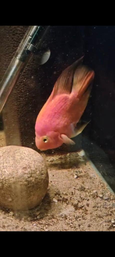 Prachtige Parrot cichlide, Dieren en Toebehoren