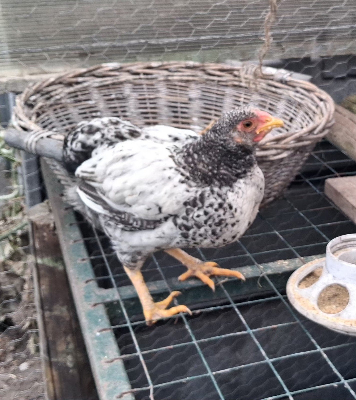 Wyandotte kriel hen, Dieren en Toebehoren, Vrouwelijk, Kip