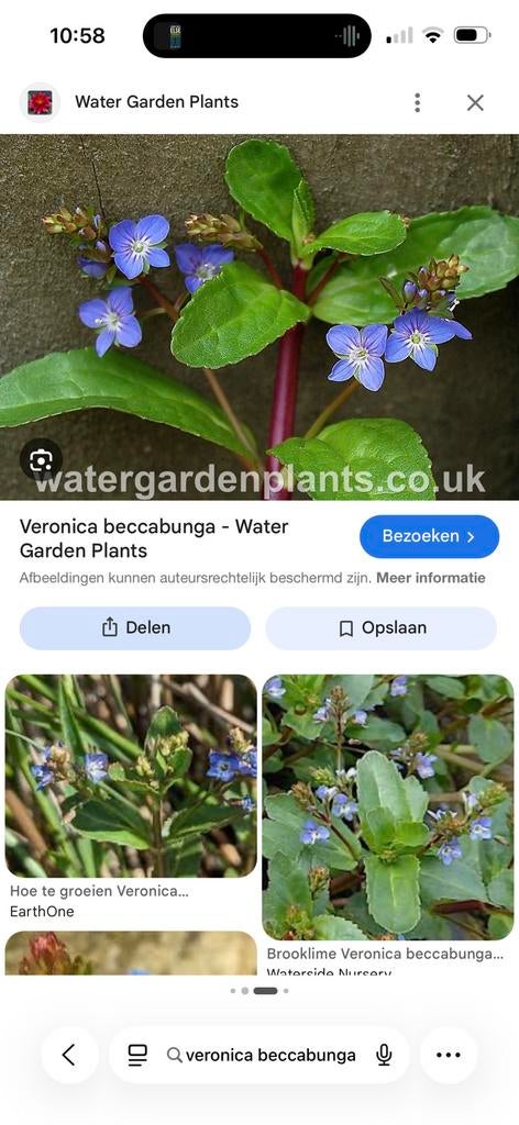 Beekpunge veronica beccabunga, Ophalen