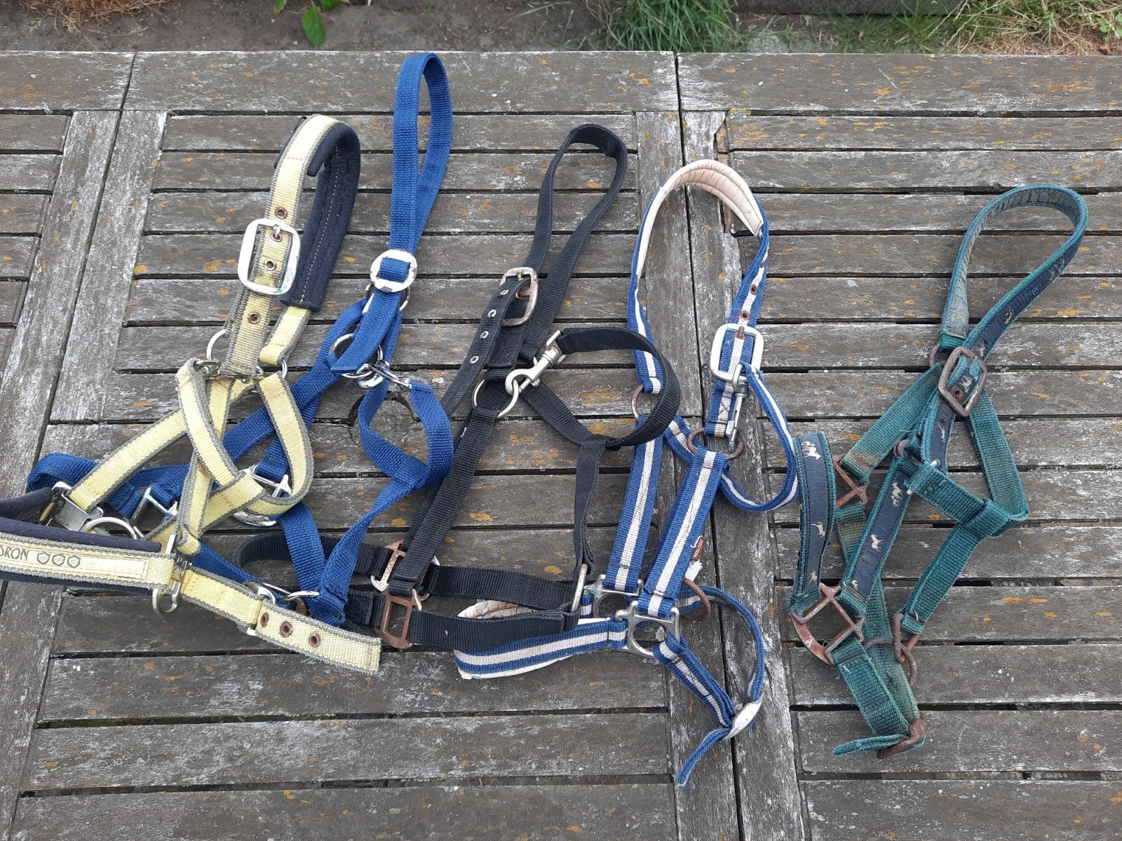 5 halsters maat full, Dieren en Toebehoren, Gebruikt, Overige disciplines, Meerkleurig, Ophalen of Verzenden