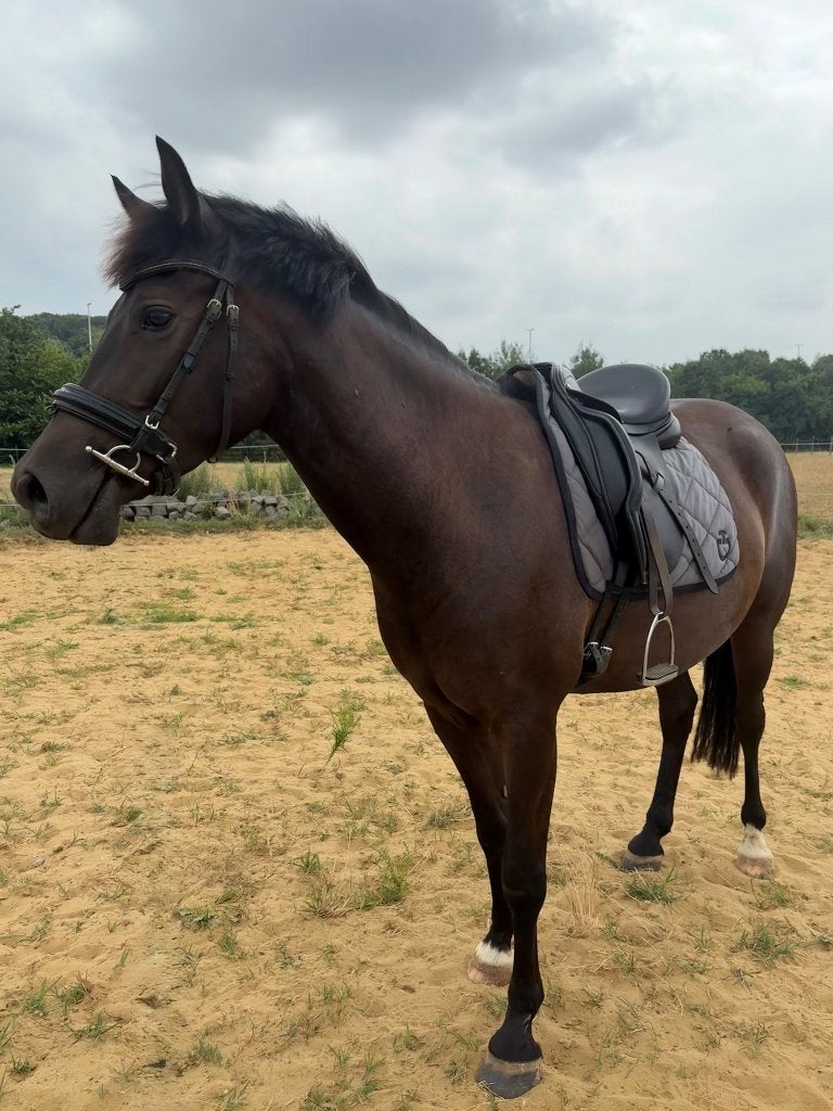 3-jarige zwarte D-pony ruin, Animaux & Accessoires, Poneys, Hongre, Débourré, Poney D (1.37 m à 1.48m), Poney de saut, 3 à 6 ans