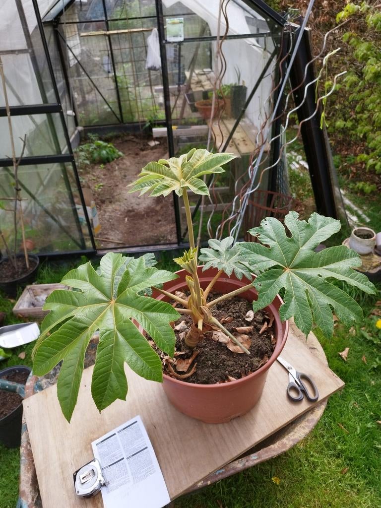 Tetrapanax papyrifer, Tuin en Terras, Ophalen