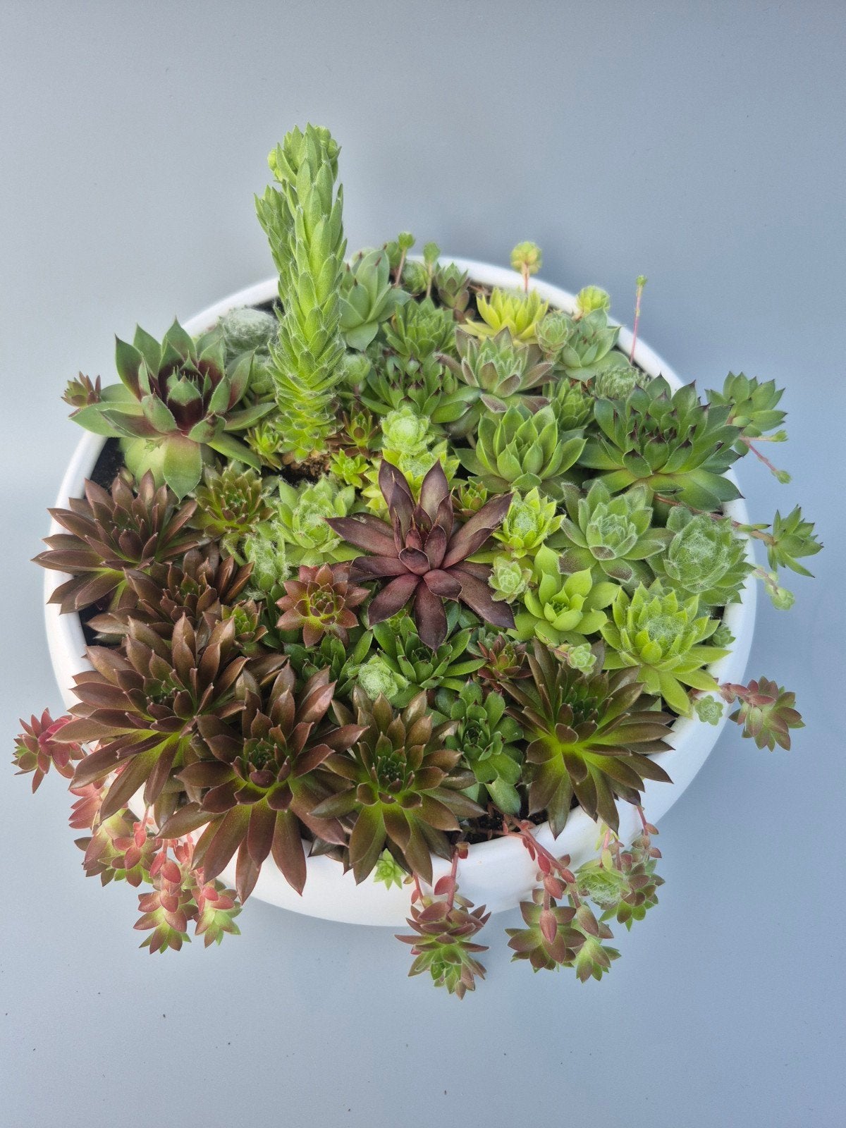 Schaal vetplantjes 30 cm, Jardin & Terrasse, Bulbes & Semences, Enlèvement
