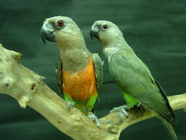 Couple rubritorquis, Dieren en Toebehoren, Vogels | Parkieten en Papegaaien, Mannelijk, Papegaai