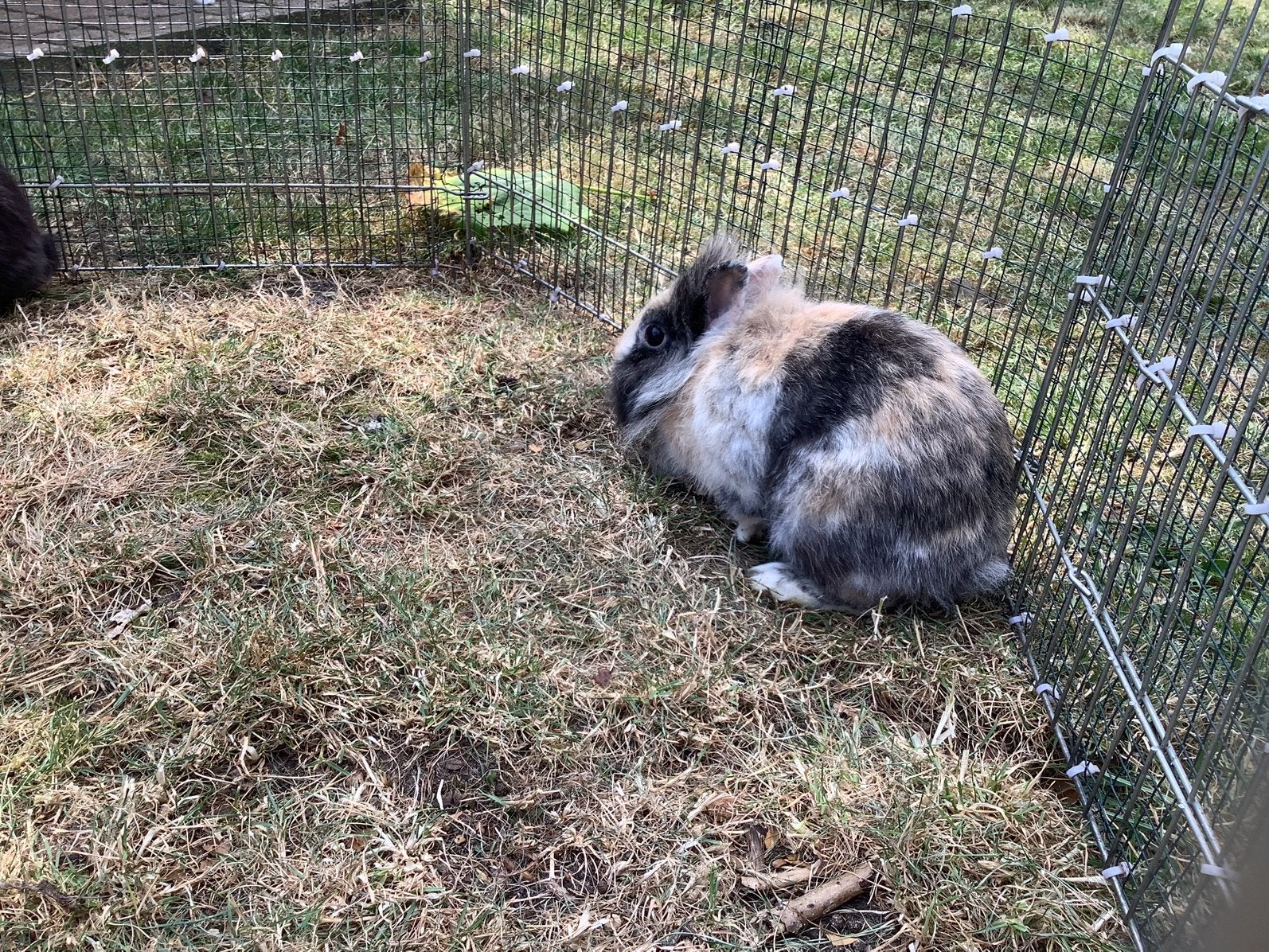 Leeuwenkopjes dwergkonijn, Dieren en Toebehoren, Konijnen, Meerdere dieren, Middelgroot, 0 tot 2 jaar