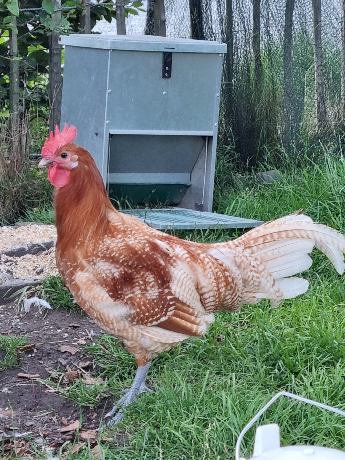 Brakelhoen (fok)haan, Animaux & Accessoires, Volatiles