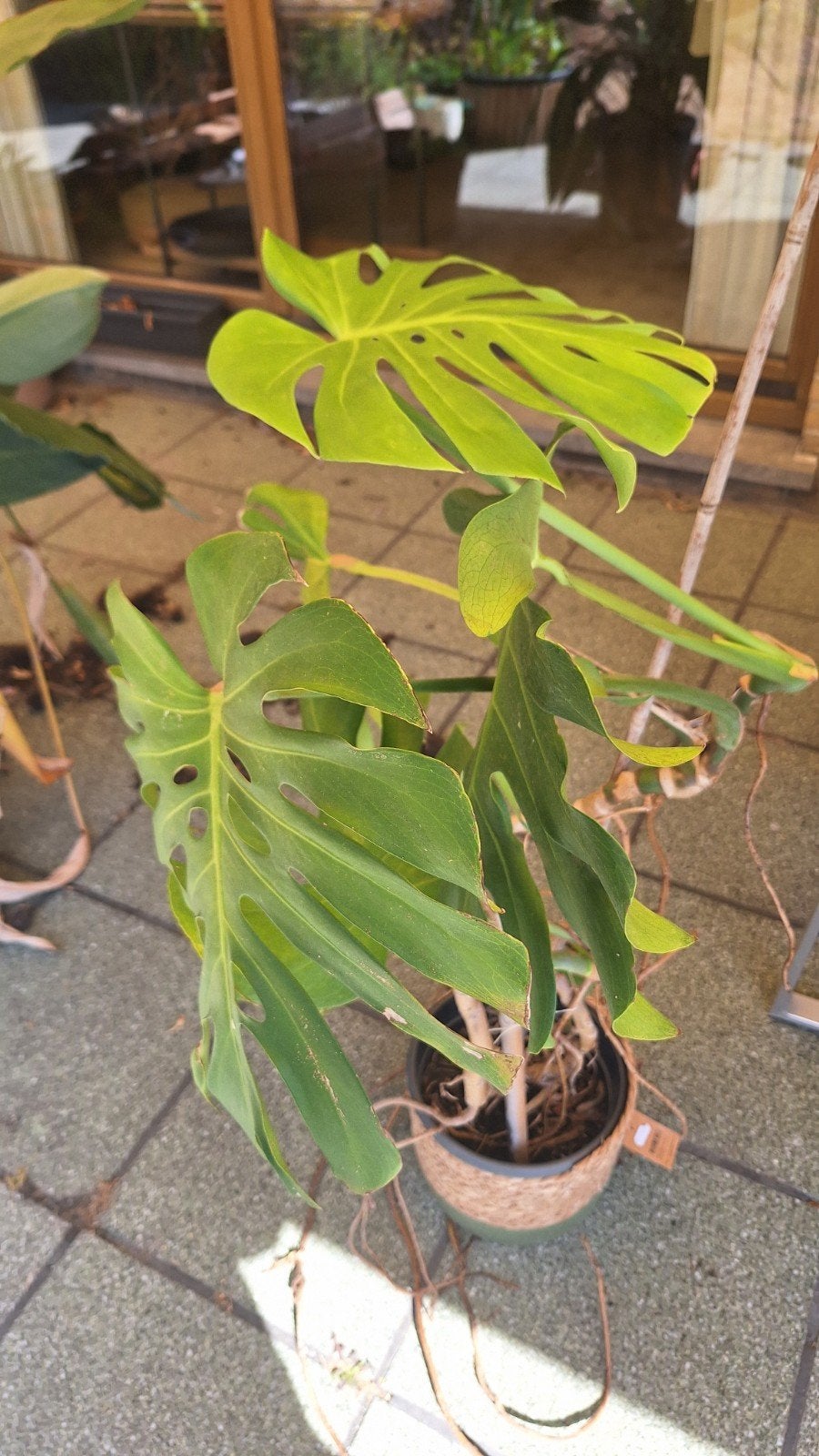Monstera, Lepelplant en Philodendron, Ophalen