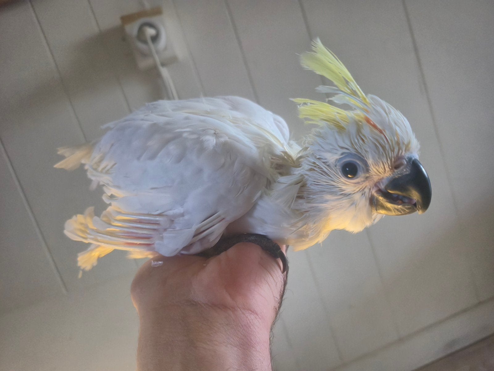 Middel geelkuifkaketoe, Dieren en Toebehoren, Geringd