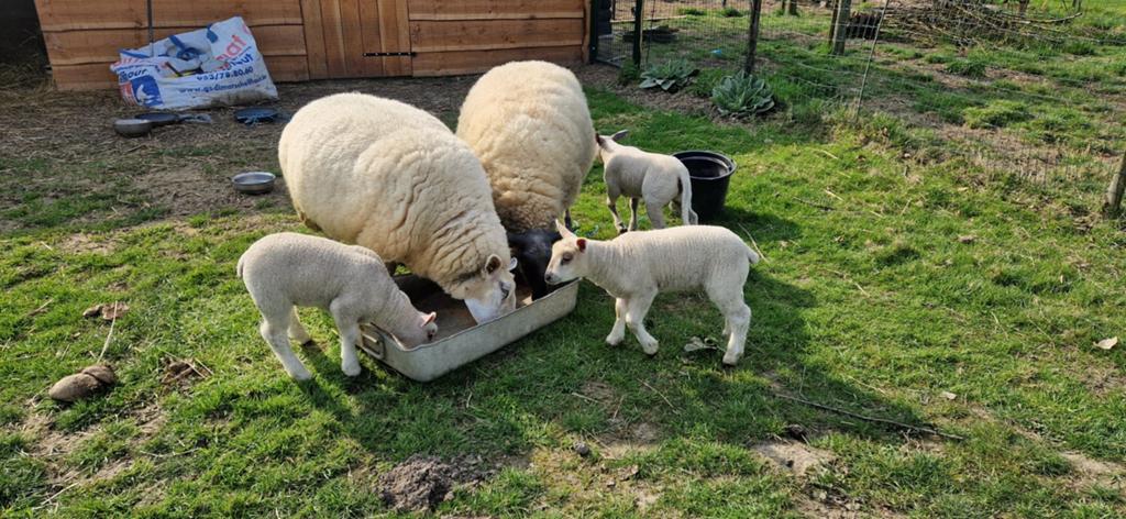 Gevraagd Bleu bok, Dieren en Toebehoren, Schapen, Geiten en Varkens