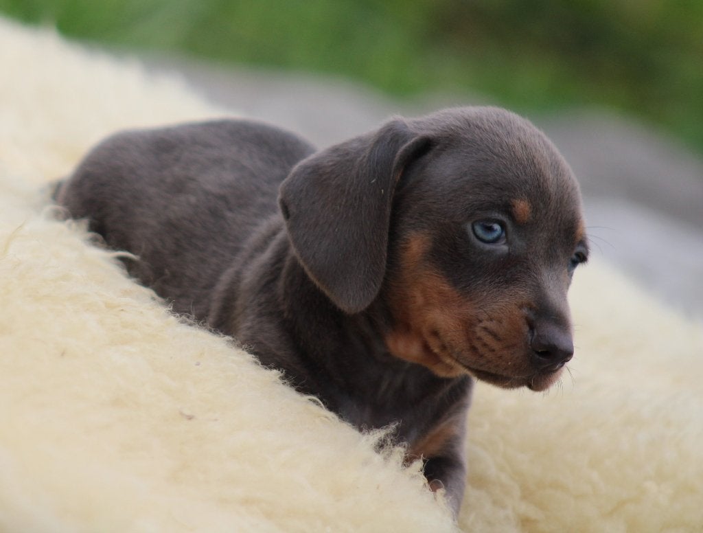 Teckel pup Blue-tan korthaar, België, CDV (hondenziekte), 8 tot 15 weken, Korthaar