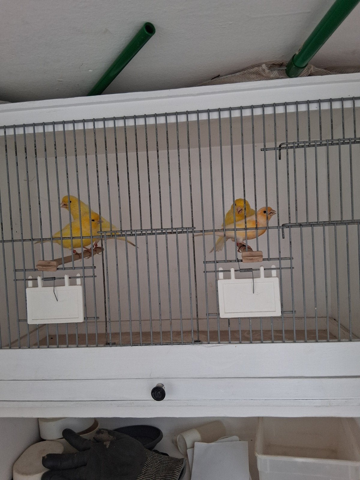 kanarie mans, Dieren en Toebehoren, Mannelijk, Kleurkanarie