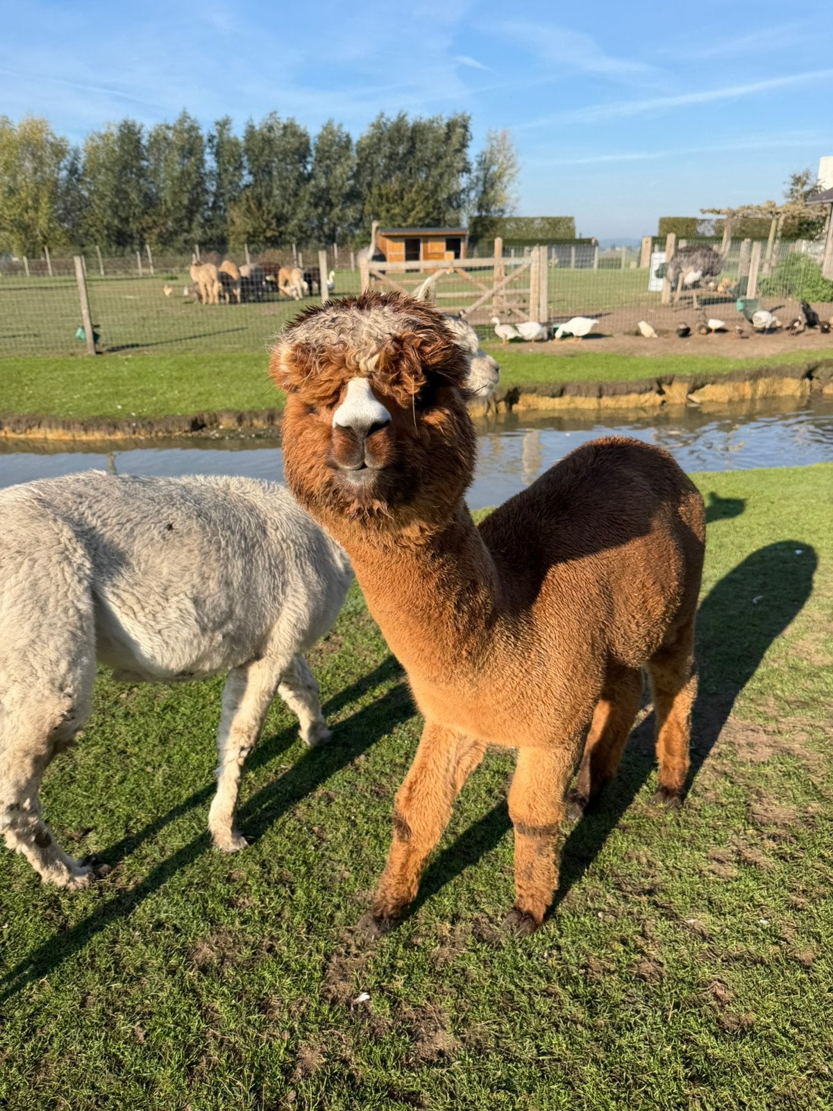 Alpaca hengst 1,5 jaar, Animaux & Accessoires, Avril, Mâle