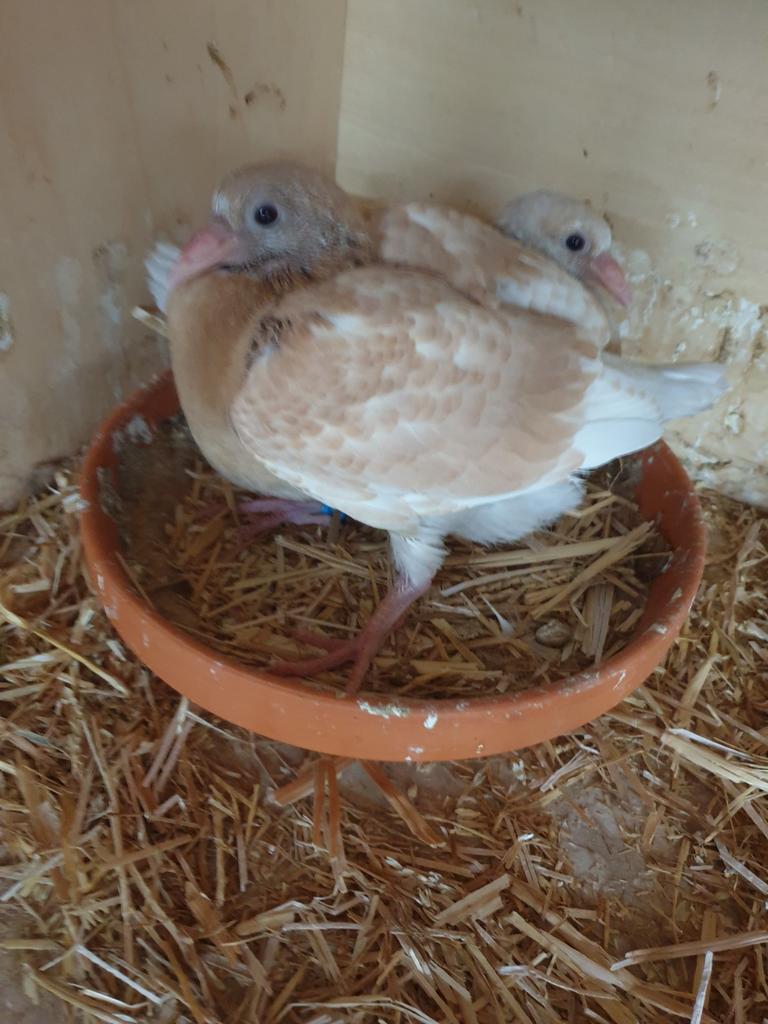 Jonge Sions, Dieren en Toebehoren