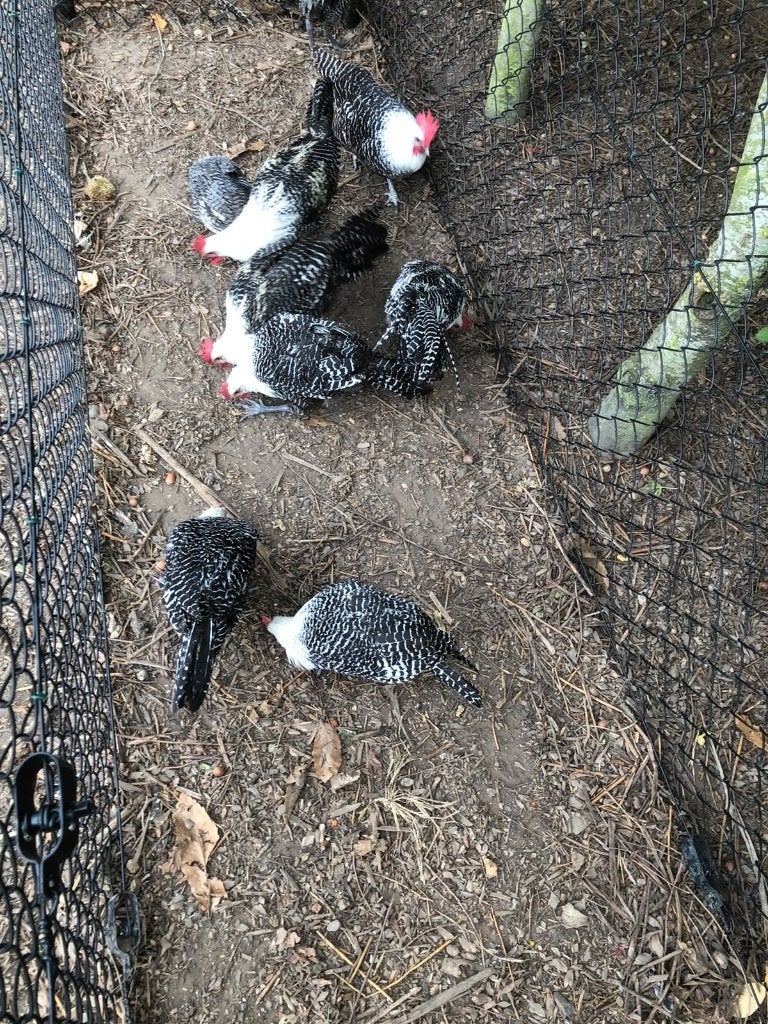 zilverbrakel, April, Meerdere dieren
