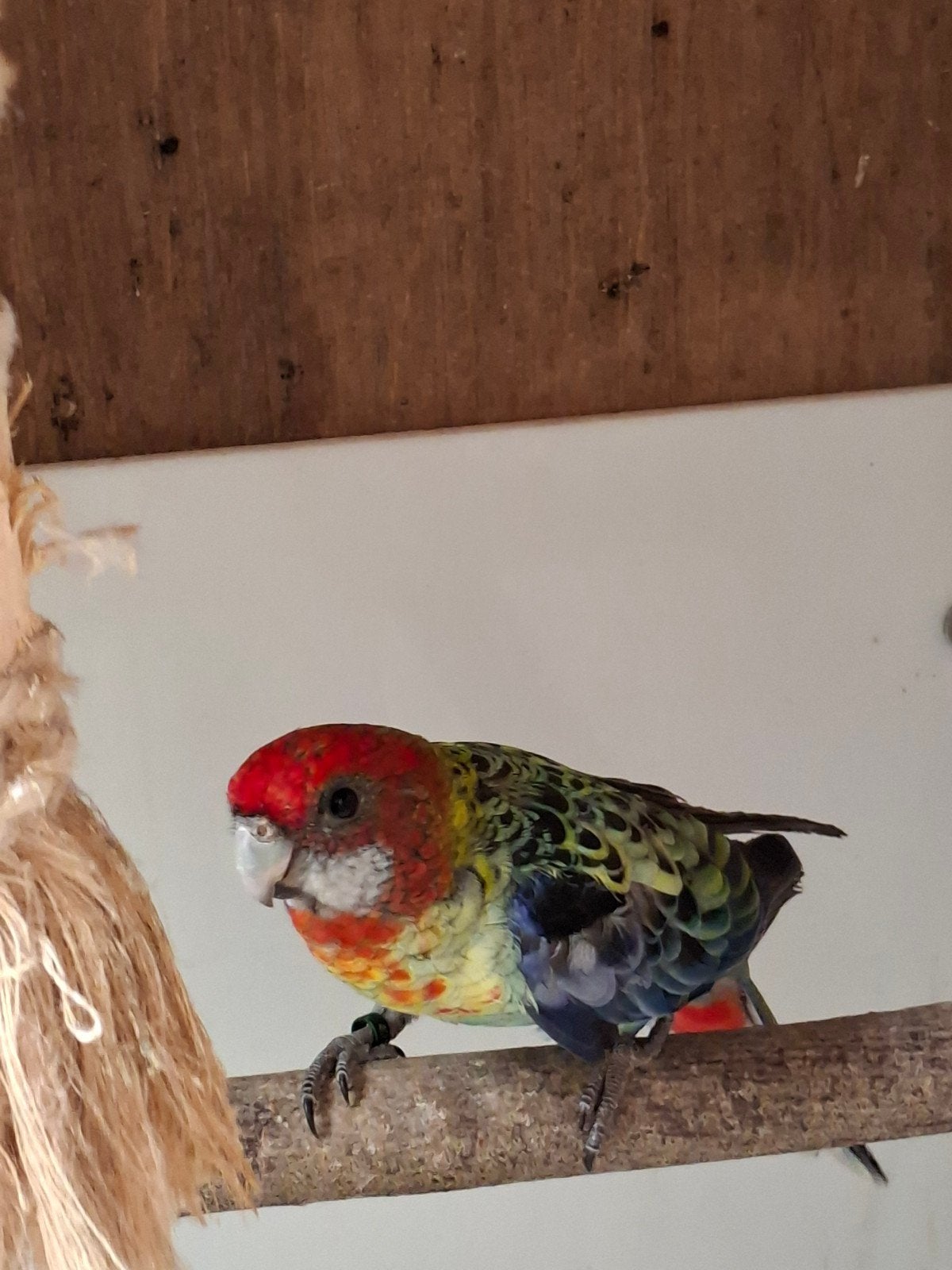 rosella parkiet, Parkiet
