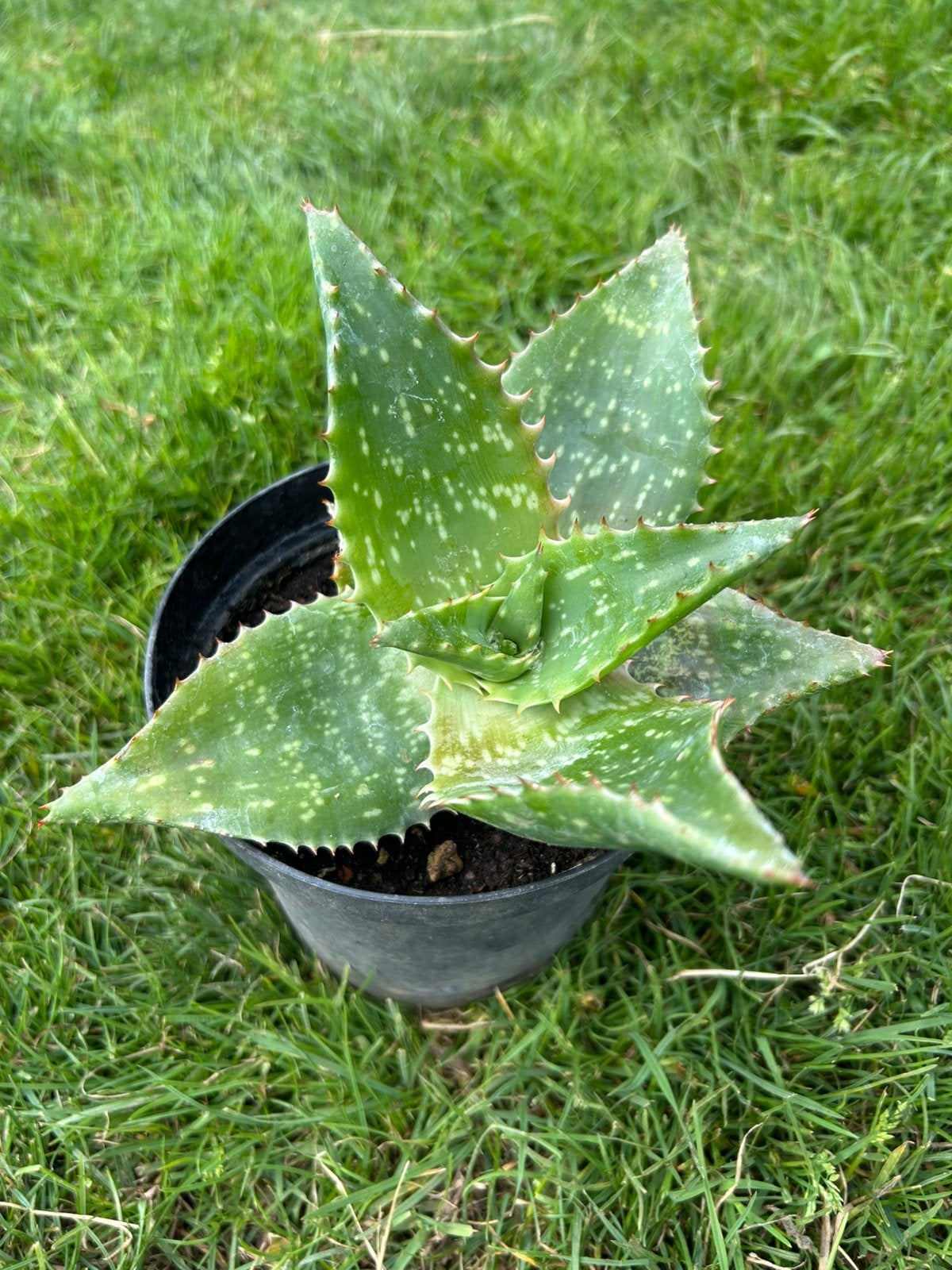 Aloë vera plant, Huis en Inrichting, Kamerplanten, Ophalen, Vetplant, Halfschaduw, Minder dan 100 cm