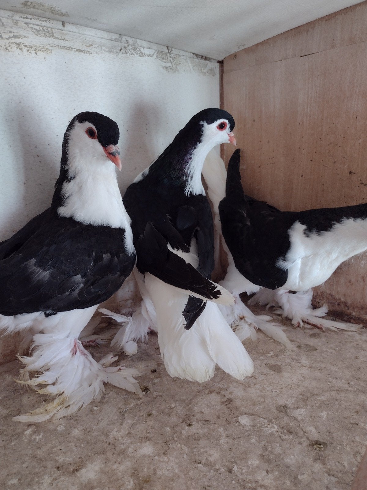 Sierduiven lahores, Dieren en Toebehoren, Vogels | Duiven, Meerdere dieren, Overige soorten