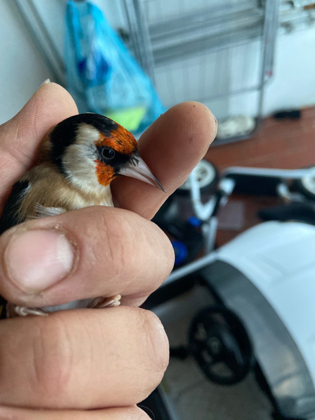 Diatelvink Parva koppel, Dieren en Toebehoren, Meerdere dieren, Geringd