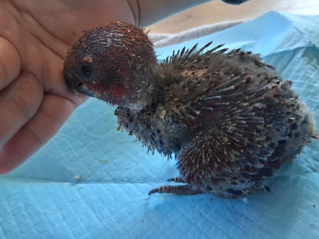 edelpapegaai, Dieren en Toebehoren, Geringd