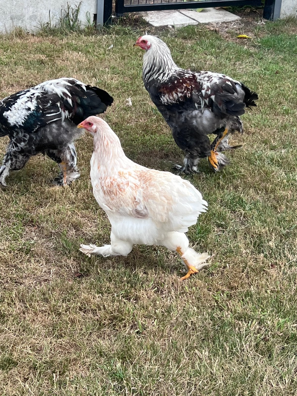 Brahma, Dieren en Toebehoren, Pluimvee