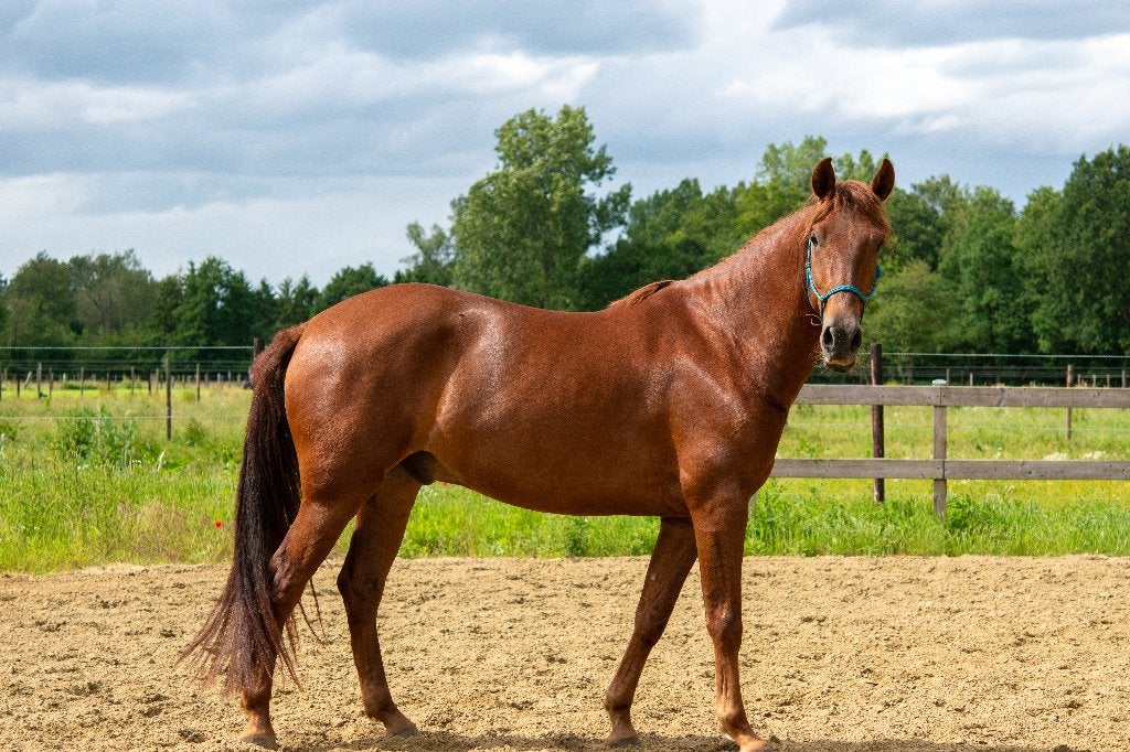 4 jarige PRE ruin met stamboompapier, Dieren en Toebehoren, Paarden, Met stamboom, Ruin, Dressuurpaard, 3 tot 6 jaar