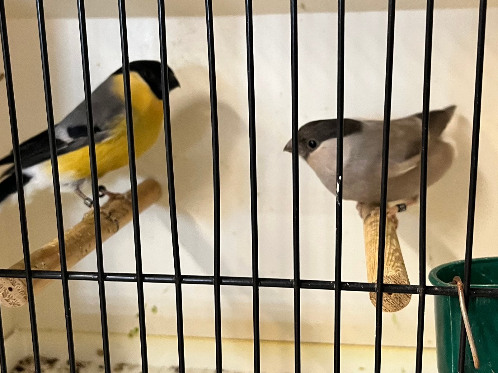 Goudvinken, Dieren en Toebehoren, Vogels | Overige Vogels