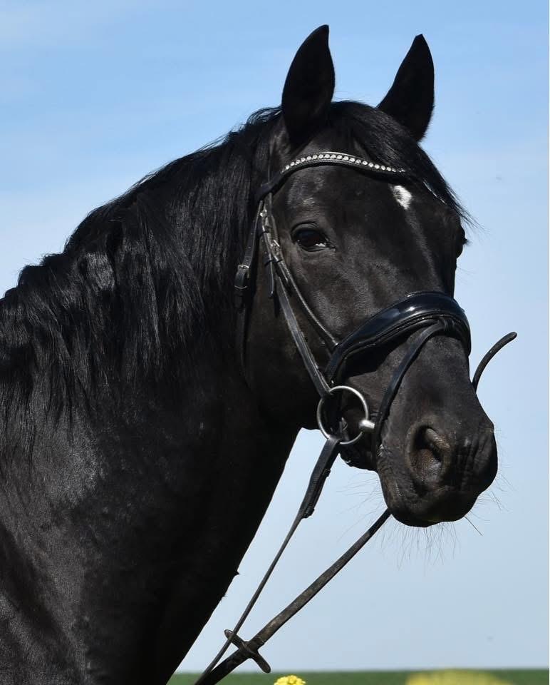 Halve stal, Animaux & Accessoires, Chevaux, Étalon, 160 à 165 cm, 11 ans ou plus