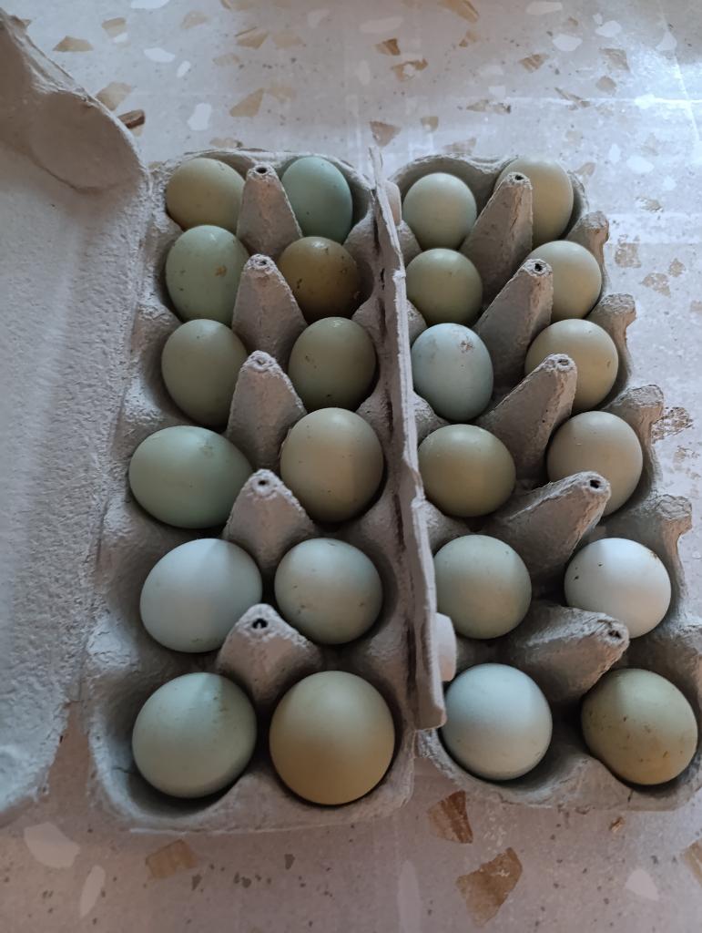cream legbar pondeurs bleu/olive 0499/082381, Animaux & Accessoires, Volatiles, Poule ou poulet, Femelle